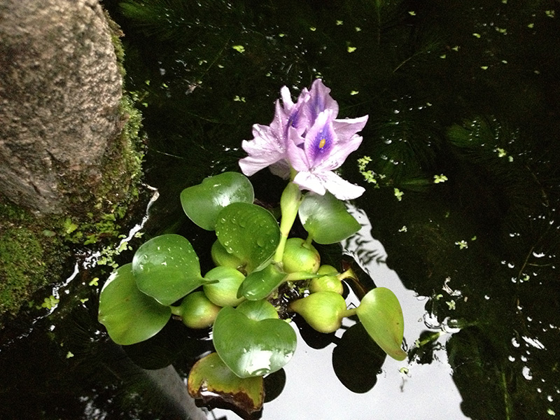 メダカ池の浮き草についた花