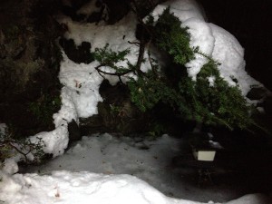 今日のメダカ池