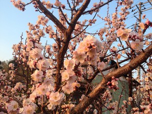 帰り道で見つけた梅の花
