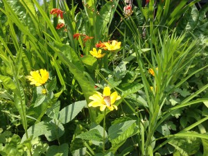 実家の庭のシジミチョウ
