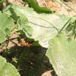 アブラゼミの抜け殻