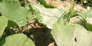 アブラゼミの抜け殻